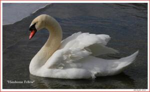 Mute Swan Cob Handsome