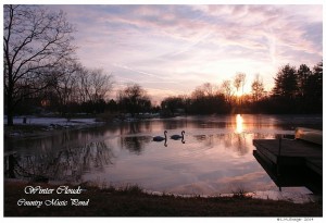 Country Music Pond Swans