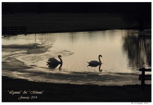 Country Mute Swans