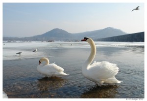Feral Mute Swans