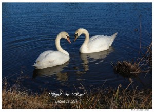 Female Mute Swans
