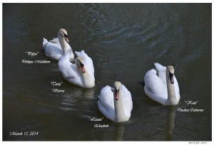 Mute Swan Cygnets