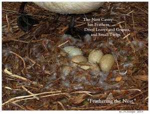 Mute Swan Nest