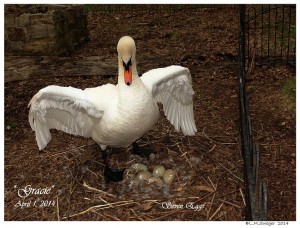 Mute Swan Nesting