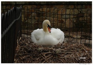 Mute Swan Nesting