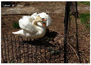Nesting Mute Swans