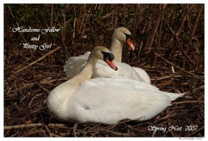 Mute Swans Nesting