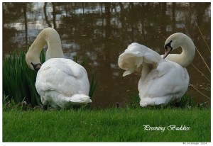 Mute Swan Juvenile Males
