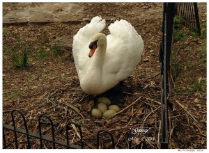 Mute Swan Cob George