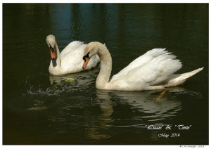 Mute Swan Cygnets