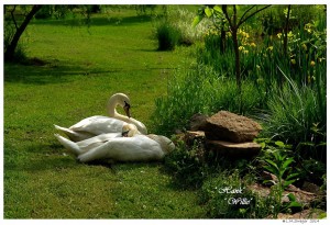 Juvenile Mute Swan Males 