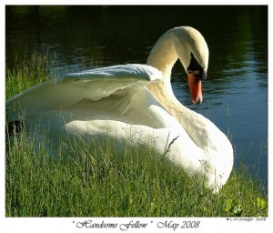 Rescued Mute Swan Handsome