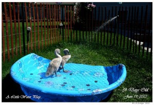 Rescued Mute Swan Cygnets