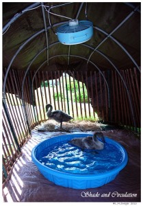Rescued Mute Swan Cygnet