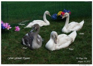 Four Female Mute Swan Cygnets