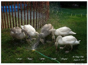 Five Mute Swan Cygnets