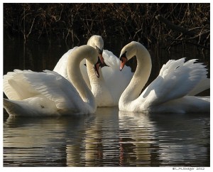 Our Three Mute Swans
