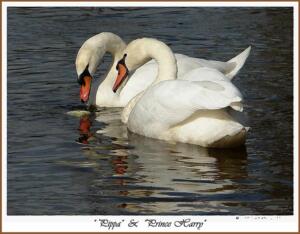 Mute Swans